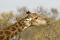Giraffe, Southern Giraffe, Giraffa camelopardalis giraffa Royalty Free Stock Photo