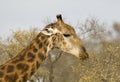 Giraffe, Southern Giraffe, Giraffa camelopardalis giraffa Royalty Free Stock Photo