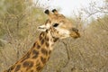 Giraffe, Southern Giraffe, Giraffa camelopardalis giraffa Royalty Free Stock Photo