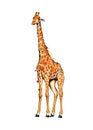 Giraffe from a splash of watercolor, colored drawing, realistic