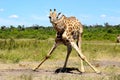 Giraffe split drinking Namibia Etosha Royalty Free Stock Photo