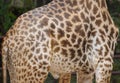 Giraffe spot pattern Royalty Free Stock Photo