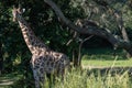 Giraffe in the spotlight among trees Royalty Free Stock Photo