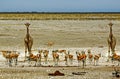 Giraffe and springbok next to a busy waterhole in Etosha national park