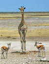 Giraffe and springbok