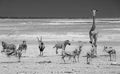 Giraffe, springbok, Zebra & Gemsbok Oryx