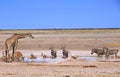 Giraffe, springbok, Zebra & Gemsbok Oryx