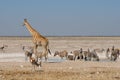 Giraffe, Springbok and zebras