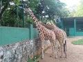 Giraffe of sri lanka beautiful animal photos