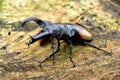 Giraffe stag beetle Lucanidae on timber