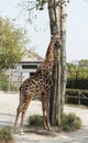 Giraffe stand