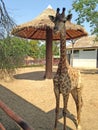 Giraffe stand in the shelter and background big tall umbrella for it at the Bueng Chawak Chalerm Phrakiat.