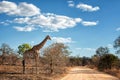 Giraffe standing along the road