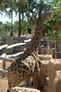 Giraffe standing behind the fence at safari park Royalty Free Stock Photo