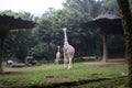 A giraffe is standing facing another giraffe