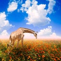 Giraffe standing in field orange cosmos flower