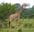 A giraffe standing in a forrested area