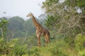 A giraffe standing in a forrested area Royalty Free Stock Photo