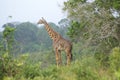 A giraffe standing in a forrested area Royalty Free Stock Photo