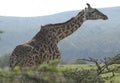 A giraffe standing in a forrested area