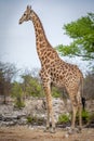 Giraffe standing gracefully and with elegance in the wilderness of the african savanna during safari