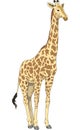 Giraffe Standing Illustration