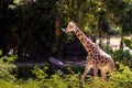 Giraffe is standing majestically in the midst of a tall grassy savanna in Bali, Indonesia Royalty Free Stock Photo