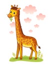 Giraffe standing on meadow and chews grass.