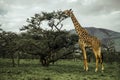 Giraffe standing near the tree in Serengeti national park in Tanzania