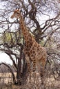 Giraffe standing next to large tree Royalty Free Stock Photo