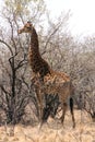 Giraffe standing next to large tree Royalty Free Stock Photo