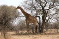 Giraffe standing next to large tree Royalty Free Stock Photo