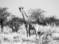 Giraffe standing in the savanna. African wildlife safari scene in Etosha National Park, Namibia, Africa. Black and white Royalty Free Stock Photo