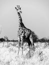 Giraffe standing in the savanna. African wildlife safari scene in Etosha National Park, Namibia, Africa. Black and white Royalty Free Stock Photo