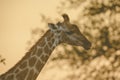 Giraffe standing in soft afternoon light