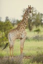 Giraffe standing in soft afternoon light