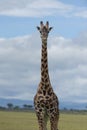 Giraffe standing straight facing camera Royalty Free Stock Photo