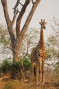 Giraffe Standing at Sunset