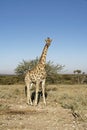 Giraffe standing tall in African bush-veld landscape with acacia tree under blue sky at Okonjima Nature Reserve, Namibia Royalty Free Stock Photo