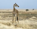 Giraffe standing with two Thompson Gazelle in the background