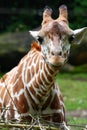 Giraffe Stare Royalty Free Stock Photo