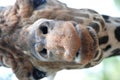 Giraffe stare Royalty Free Stock Photo