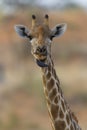 Giraffe Stare Royalty Free Stock Photo