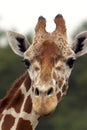 Giraffe Stare Royalty Free Stock Photo