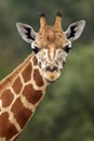 Žirafa civieť 