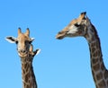 Giraffe Stare - Blue Skies and African Sun Royalty Free Stock Photo