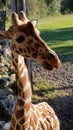 Giraffe Stare Royalty Free Stock Photo