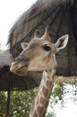 Giraffe Stare Royalty Free Stock Photo