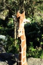 Giraffe Straight Face