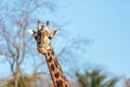 Portrait of giraffe